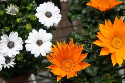 High angle view of orange and white flowers growing in back yard