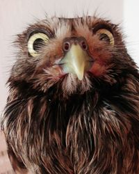 Close-up portrait of owl