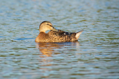 Duck swimming in lake