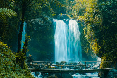 Scenic view of waterfall in forest