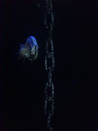 Close-up of jellyfish swimming in aquarium