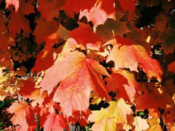 Close-up of maple leaves on tree during autumn