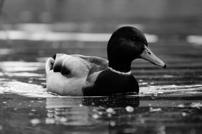 Close-up of duck swimming on lake