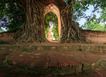 Trees in a temple