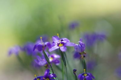 Close-up of insect on purple flower