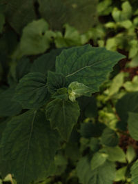 Close-up of green leaves on plant