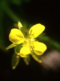 Close-up of yellow flowering plant