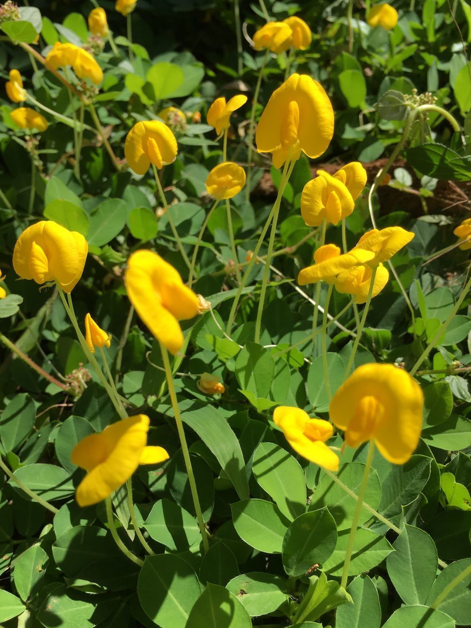 CLOSE-UP OF YELLOW FLOWERING PLANTS IN SUNLIGHT