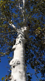 Low angle view of tree against blue sky