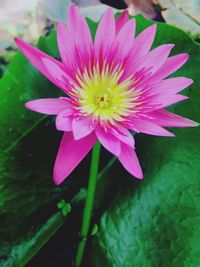 Close-up of pink flower blooming outdoors