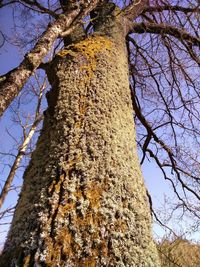 Low angle view of bare tree against sky