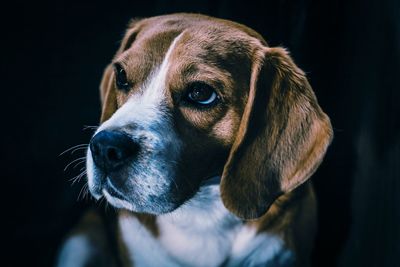 Close-up of dog looking away in darkroom