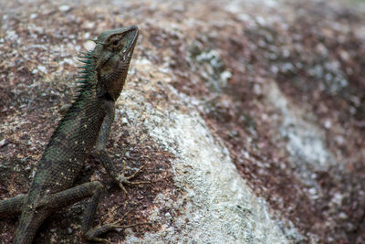 Close-up of lizard on rock