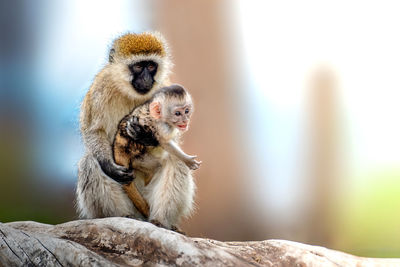 Vervet monkey