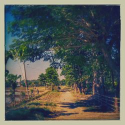 Trees in forest against sky