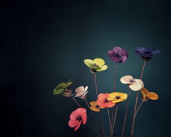 Close-up of pink flowering plant against white background