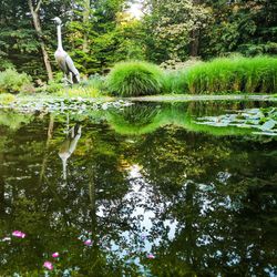 View of a bird in a lake