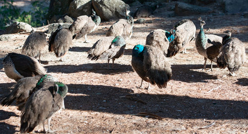 Wild colorful peacocks, little kittens in peacock forest plaka on kos greece