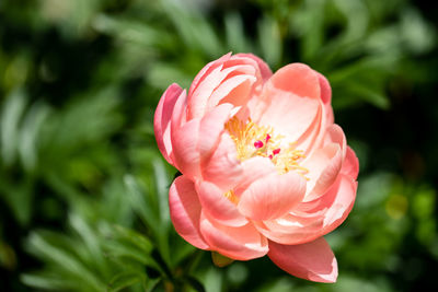 Close-up of pink rose blooming outdoors