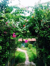 Footpath amidst plants