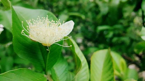 Close-up of plant