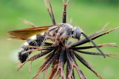 Close-up of insect on plant