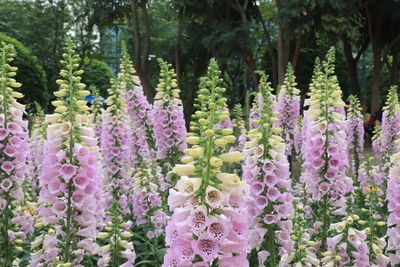 Close-up of purple flowering plants in forest