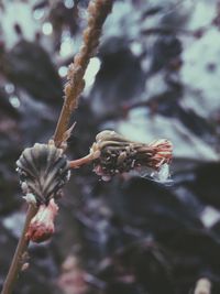 Close-up of flower against blurred background