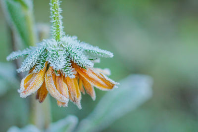 Flower in the garden is covered with frost. the first frost in the fall. autumn background