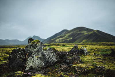 Close-up of lizard on rock in field against sky