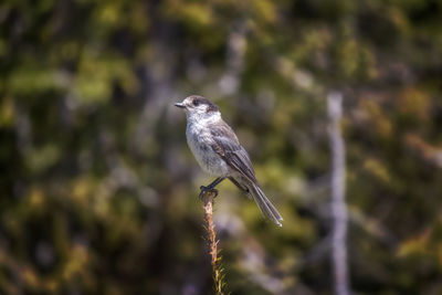 Close-up of bird perching on a tree