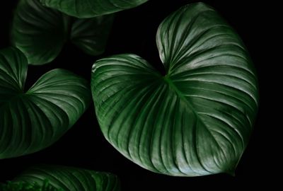 Close-up of green leaves against black background