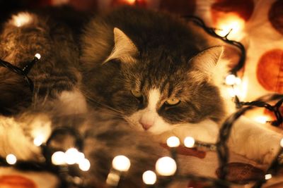 Close-up of cat with illuminated lights