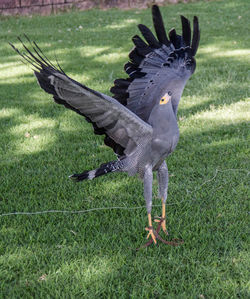 Bird flying over field