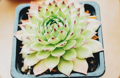 High angle view of succulent plant