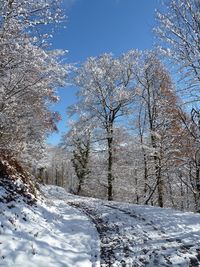 Bare trees against sky during winter