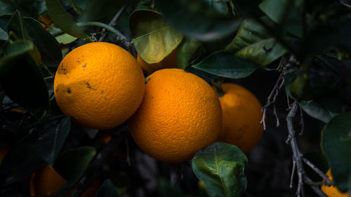 Close-up of orange fruits on tree