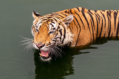 Tiger in a lake