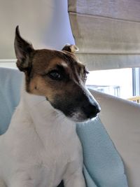 Close-up of a dog looking away