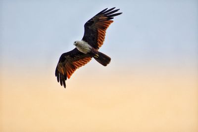 Low angle view of a bird flying