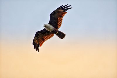 Low angle view of a flying bird.