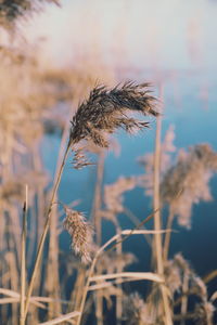 Close-up of wheat growing on field against sky