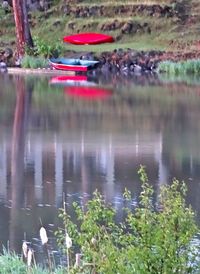 Reflection of trees in water