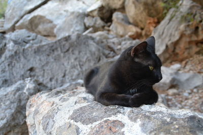 Close-up of black cat on rock