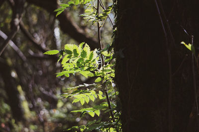 Close-up of fern in forest