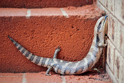 Close-up of blue tongue skink on wall