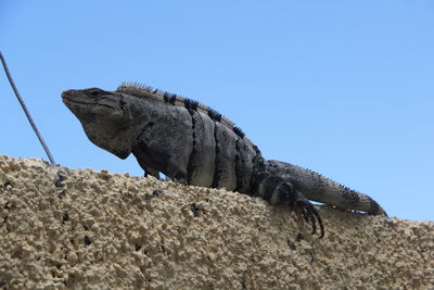 Low angle view of lizard on rock against sky