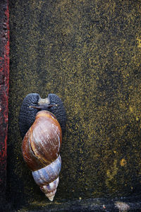 snail