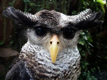 Close-up portrait of owl