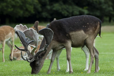 Phoenix park wildlife